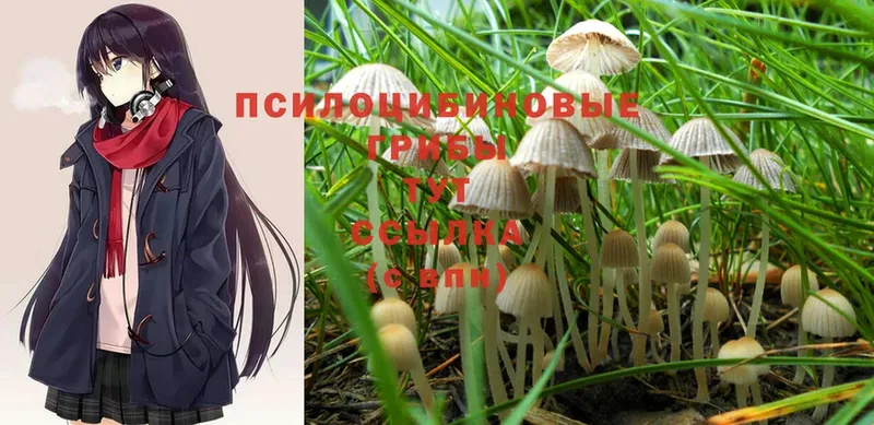 Галлюциногенные грибы Psilocybe  закладка  Кизел 